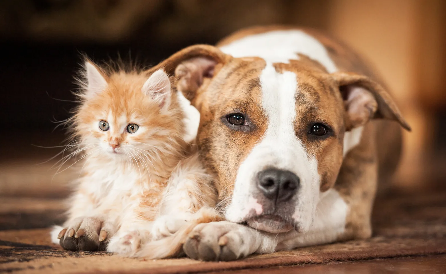 Puppy and kitten curled up in a blanket